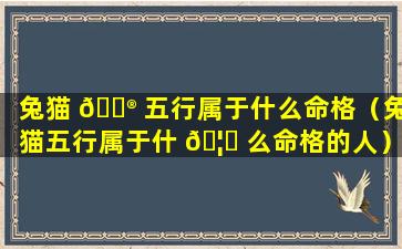 兔猫 💮 五行属于什么命格（兔猫五行属于什 🦆 么命格的人）